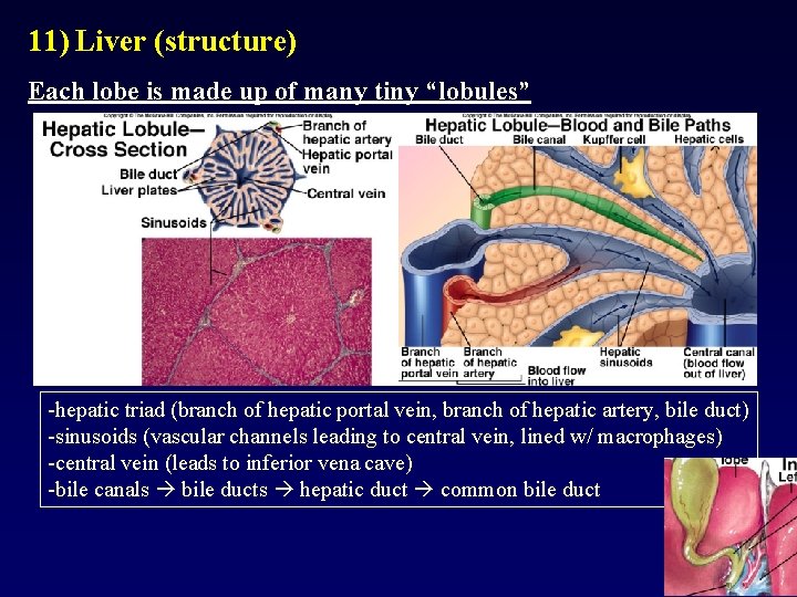 11) Liver (structure) Each lobe is made up of many tiny “lobules” -hepatic triad