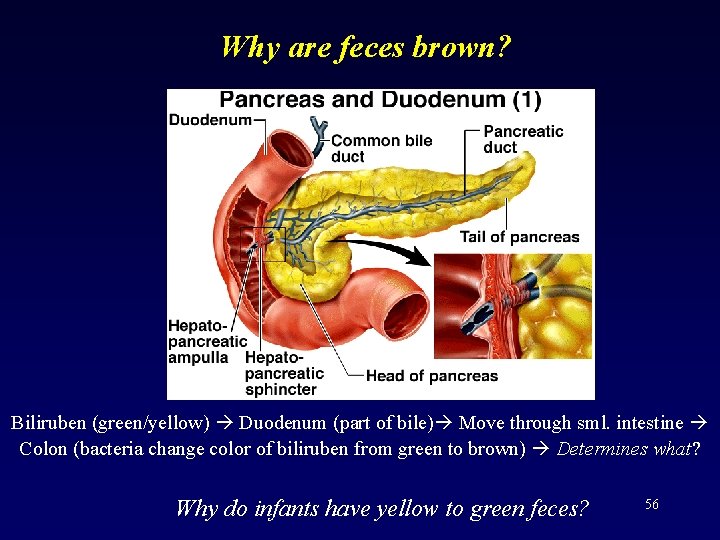 Why are feces brown? Biliruben (green/yellow) Duodenum (part of bile) Move through sml. intestine
