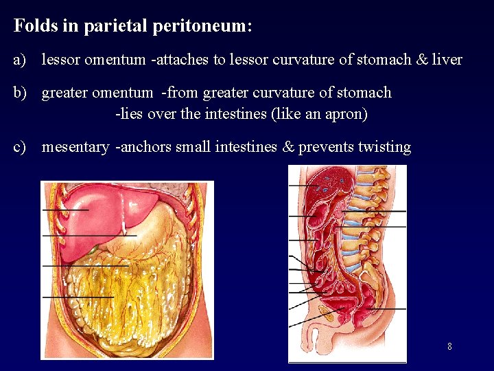 Folds in parietal peritoneum: a) lessor omentum -attaches to lessor curvature of stomach &