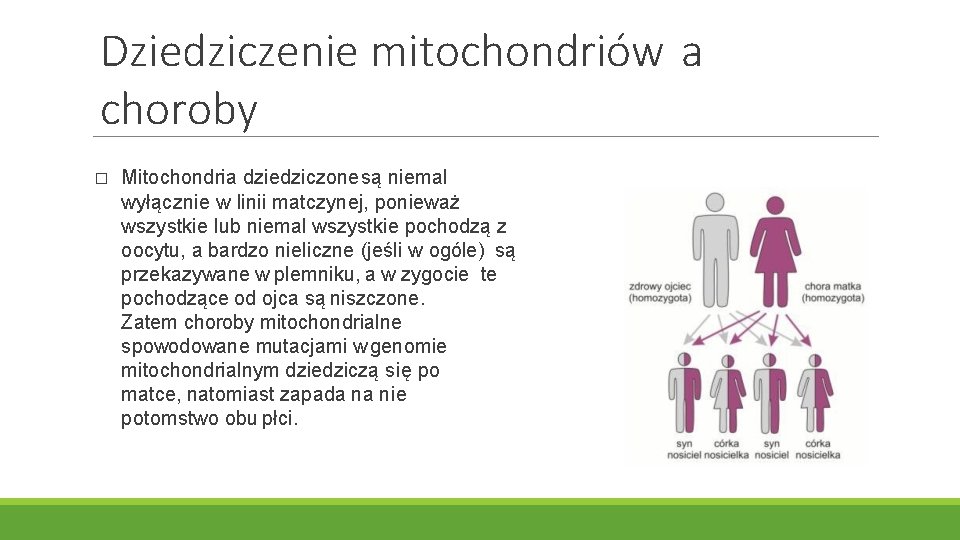 Dziedziczenie mitochondriów a choroby � Mitochondria dziedziczone są niemal wyłącznie w linii matczynej, ponieważ