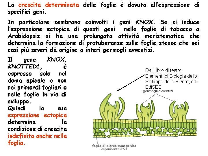 La crescita determinata delle foglie è dovuta all’espressione di specifici geni. In particolare sembrano La crescita determinata delle foglie è dovuta all’espressione di specifici geni. In particolare sembrano