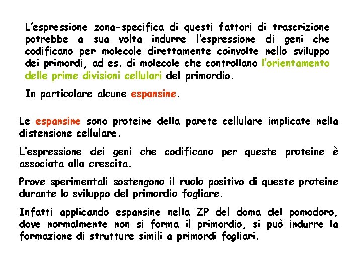 L’espressione zona-specifica di questi fattori di trascrizione potrebbe a sua volta indurre l’espressione di L’espressione zona-specifica di questi fattori di trascrizione potrebbe a sua volta indurre l’espressione di