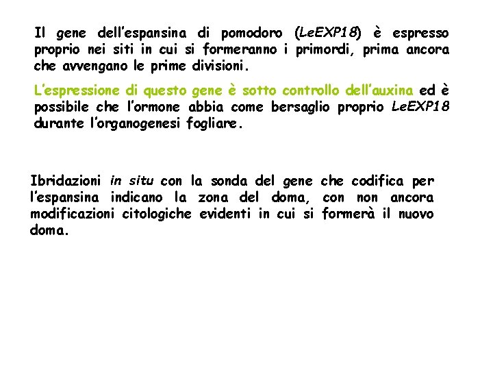 Il gene dell’espansina di pomodoro (Le. EXP 18) è espresso proprio nei siti in Il gene dell’espansina di pomodoro (Le. EXP 18) è espresso proprio nei siti in