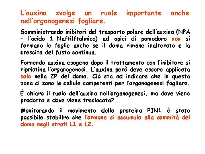 L’auxina svolge un ruole nell’organogenesi fogliare. importante anche Somministrando inibitori del trasporto polare dell’auxina L’auxina svolge un ruole nell’organogenesi fogliare. importante anche Somministrando inibitori del trasporto polare dell’auxina
