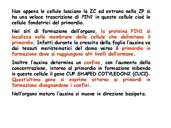 Non appena le cellule lasciano la ZC ed entrano nella ZP si ha una Non appena le cellule lasciano la ZC ed entrano nella ZP si ha una
