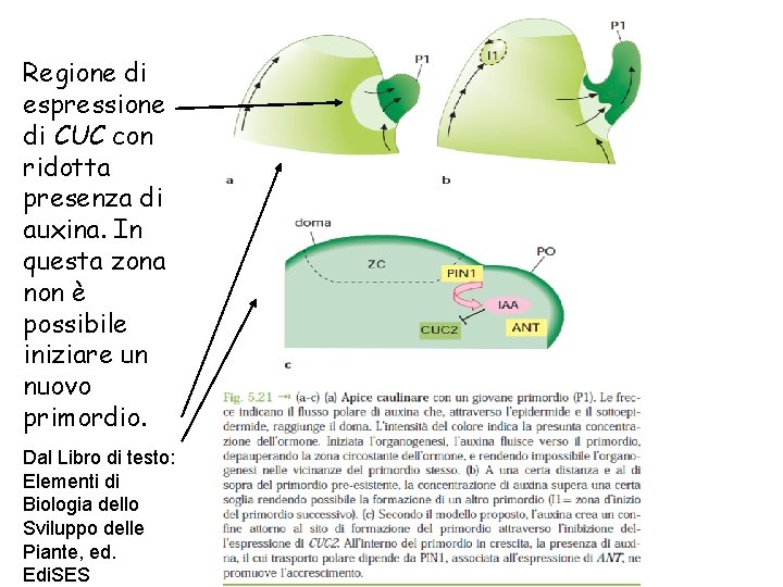 Regione di espressione di CUC con ridotta presenza di auxina. In questa zona non Regione di espressione di CUC con ridotta presenza di auxina. In questa zona non