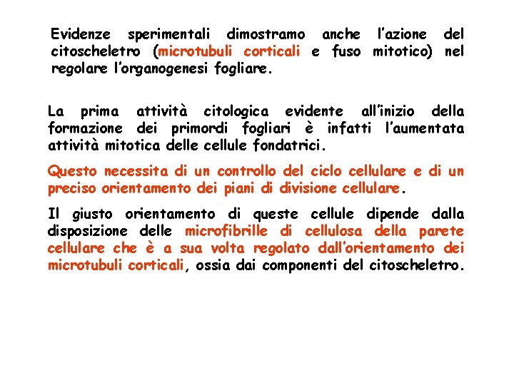 Evidenze sperimentali dimostramo anche l’azione del citoscheletro (microtubuli corticali e fuso mitotico) nel regolare Evidenze sperimentali dimostramo anche l’azione del citoscheletro (microtubuli corticali e fuso mitotico) nel regolare