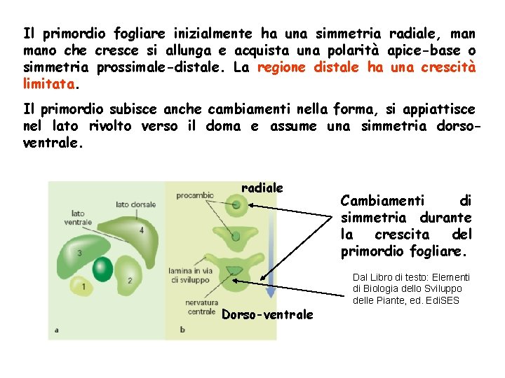 Il primordio fogliare inizialmente ha una simmetria radiale, mano che cresce si allunga e Il primordio fogliare inizialmente ha una simmetria radiale, mano che cresce si allunga e