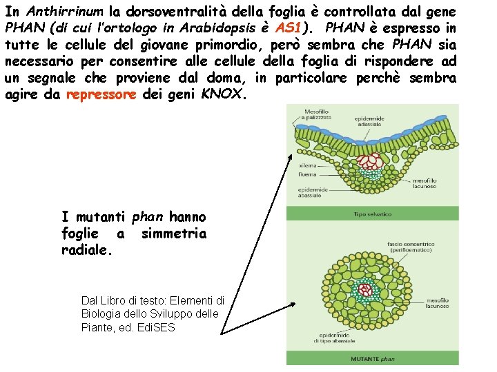 In Anthirrinum la dorsoventralità della foglia è controllata dal gene PHAN (di cui l’ortologo In Anthirrinum la dorsoventralità della foglia è controllata dal gene PHAN (di cui l’ortologo