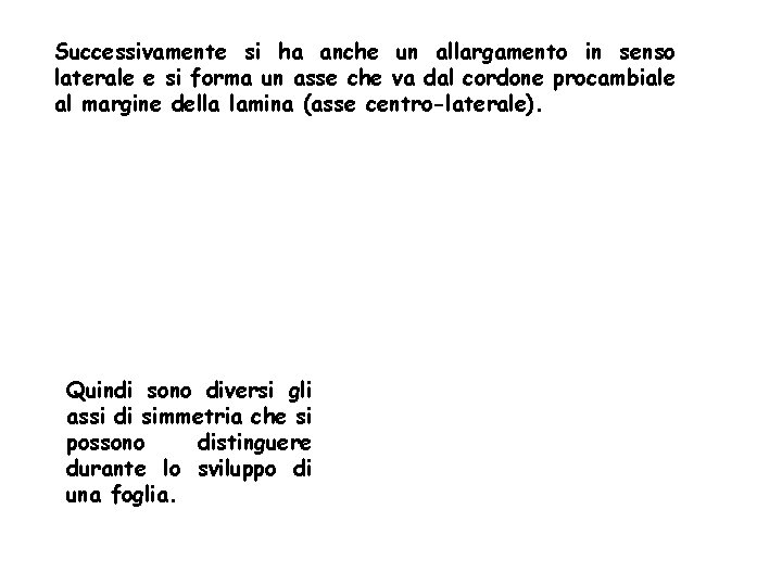 Successivamente si ha anche un allargamento in senso laterale e si forma un asse Successivamente si ha anche un allargamento in senso laterale e si forma un asse