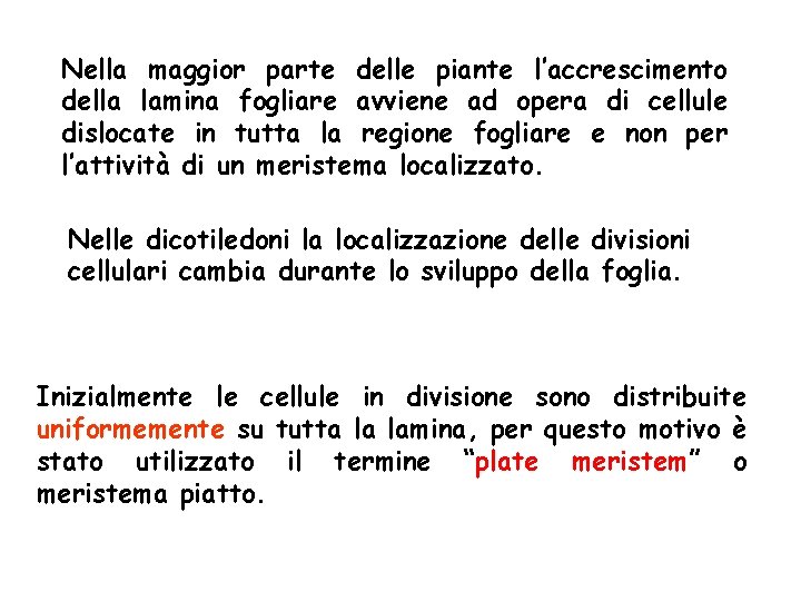 Nella maggior parte delle piante l’accrescimento della lamina fogliare avviene ad opera di cellule Nella maggior parte delle piante l’accrescimento della lamina fogliare avviene ad opera di cellule
