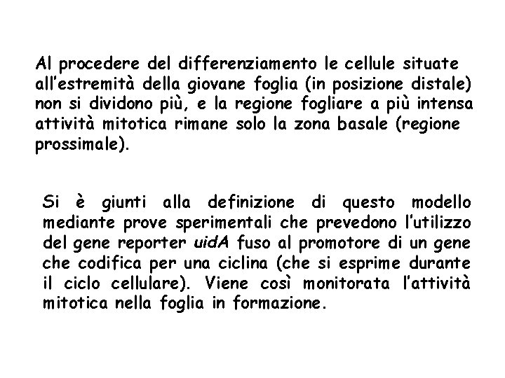 Al procedere del differenziamento le cellule situate all’estremità della giovane foglia (in posizione distale) Al procedere del differenziamento le cellule situate all’estremità della giovane foglia (in posizione distale)