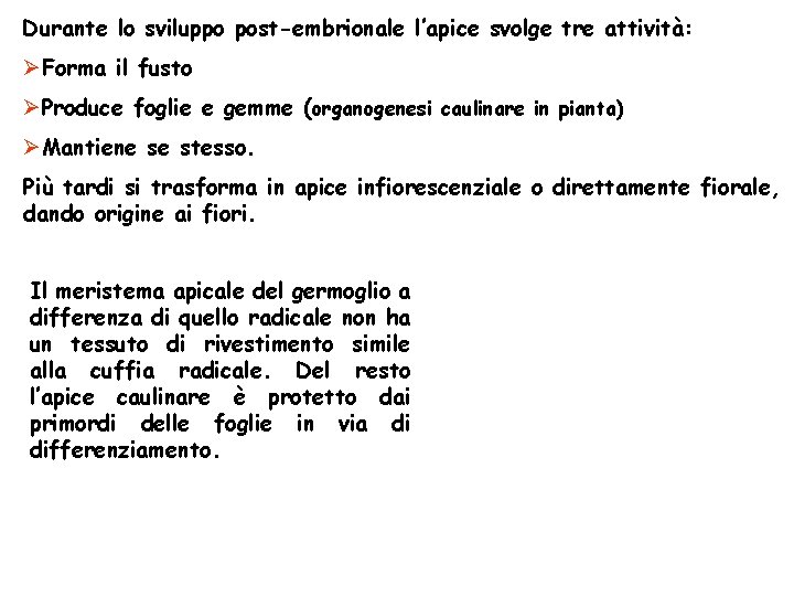 Durante lo sviluppo post-embrionale l’apice svolge tre attività: ØForma il fusto ØProduce foglie e Durante lo sviluppo post-embrionale l’apice svolge tre attività: ØForma il fusto ØProduce foglie e