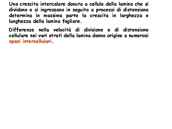 Una crescita intercalare dovuta a cellule della lamina che si dividono e si ingrossano Una crescita intercalare dovuta a cellule della lamina che si dividono e si ingrossano