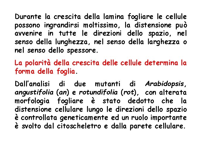 Durante la crescita della lamina fogliare le cellule possono ingrandirsi moltissimo, la distensione può Durante la crescita della lamina fogliare le cellule possono ingrandirsi moltissimo, la distensione può