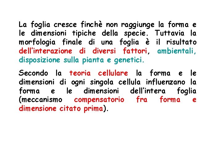 La foglia cresce finchè non raggiunge la forma e le dimensioni tipiche della specie. La foglia cresce finchè non raggiunge la forma e le dimensioni tipiche della specie.