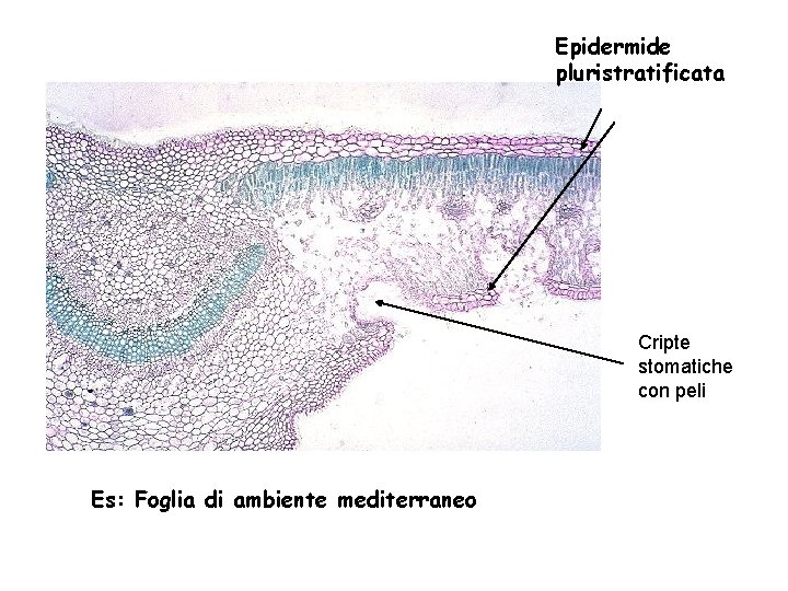 Epidermide pluristratificata Cripte stomatiche con peli Es: Foglia di ambiente mediterraneo Epidermide pluristratificata Cripte stomatiche con peli Es: Foglia di ambiente mediterraneo