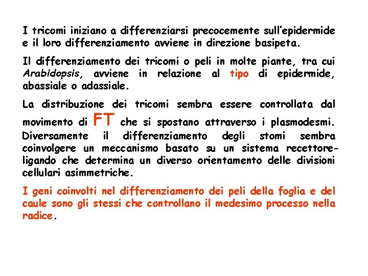 I tricomi iniziano a differenziarsi precocemente sull’epidermide e il loro differenziamento avviene in direzione I tricomi iniziano a differenziarsi precocemente sull’epidermide e il loro differenziamento avviene in direzione
