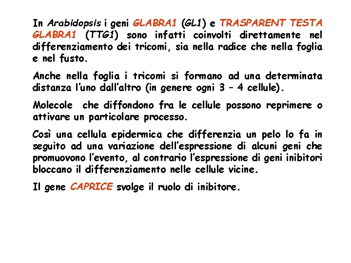 In Arabidopsis i geni GLABRA 1 (GL 1) e TRASPARENT TESTA GLABRA 1 (TTG In Arabidopsis i geni GLABRA 1 (GL 1) e TRASPARENT TESTA GLABRA 1 (TTG