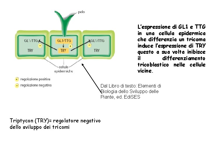 L’espressione di GL 1 e TTG in una cellula epidermica che differenzia un tricoma L’espressione di GL 1 e TTG in una cellula epidermica che differenzia un tricoma