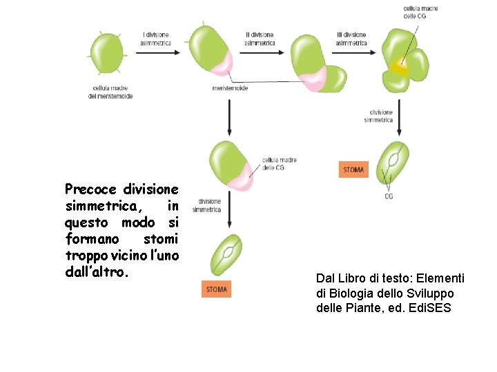 Precoce divisione simmetrica, in questo modo si formano stomi troppo vicino l’uno dall’altro. Dal Precoce divisione simmetrica, in questo modo si formano stomi troppo vicino l’uno dall’altro. Dal