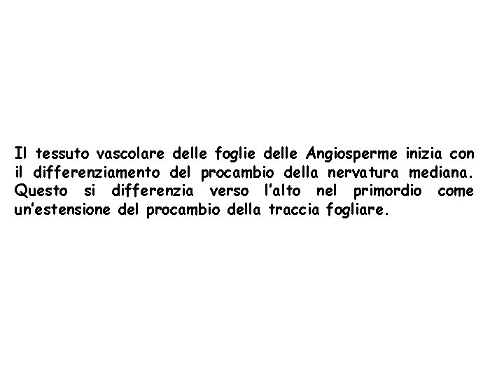 Il tessuto vascolare delle foglie delle Angiosperme inizia con il differenziamento del procambio della Il tessuto vascolare delle foglie delle Angiosperme inizia con il differenziamento del procambio della