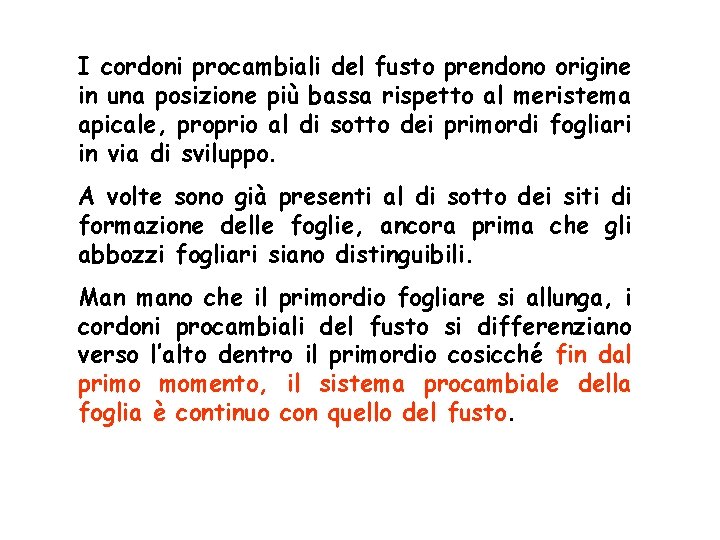 I cordoni procambiali del fusto prendono origine in una posizione più bassa rispetto al I cordoni procambiali del fusto prendono origine in una posizione più bassa rispetto al