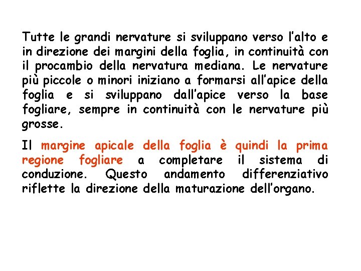 Tutte le grandi nervature si sviluppano verso l’alto e in direzione dei margini della Tutte le grandi nervature si sviluppano verso l’alto e in direzione dei margini della