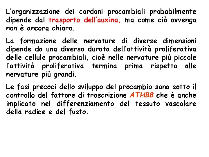 L’organizzazione dei cordoni procambiali probabilmente dipende dal trasporto dell’auxina, ma come ciò avvenga non L’organizzazione dei cordoni procambiali probabilmente dipende dal trasporto dell’auxina, ma come ciò avvenga non