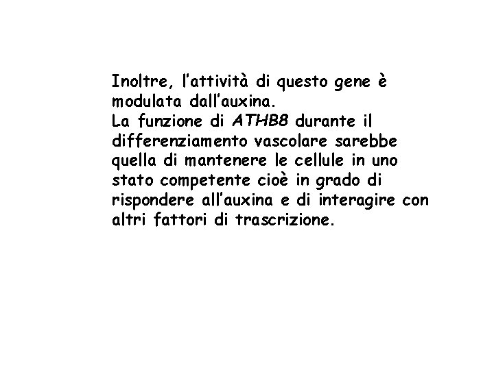 Inoltre, l’attività di questo gene è modulata dall’auxina. La funzione di ATHB 8 durante Inoltre, l’attività di questo gene è modulata dall’auxina. La funzione di ATHB 8 durante