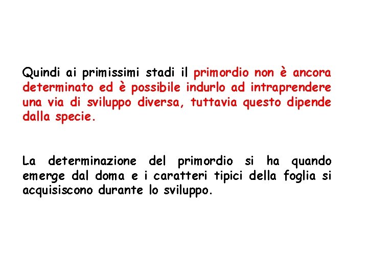 Quindi ai primissimi stadi il primordio non è ancora determinato ed è possibile indurlo Quindi ai primissimi stadi il primordio non è ancora determinato ed è possibile indurlo