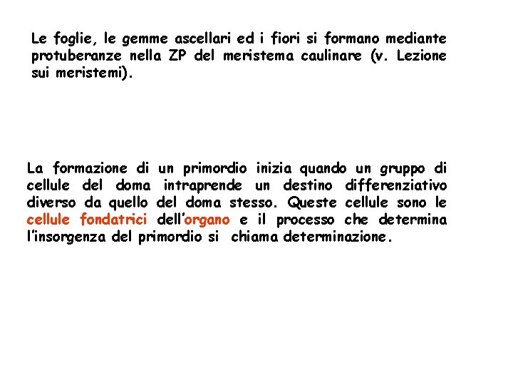 Le foglie, le gemme ascellari ed i fiori si formano mediante protuberanze nella ZP Le foglie, le gemme ascellari ed i fiori si formano mediante protuberanze nella ZP