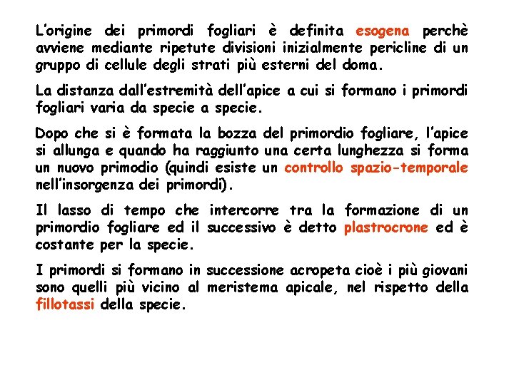 L’origine dei primordi fogliari è definita esogena perchè avviene mediante ripetute divisioni inizialmente pericline L’origine dei primordi fogliari è definita esogena perchè avviene mediante ripetute divisioni inizialmente pericline