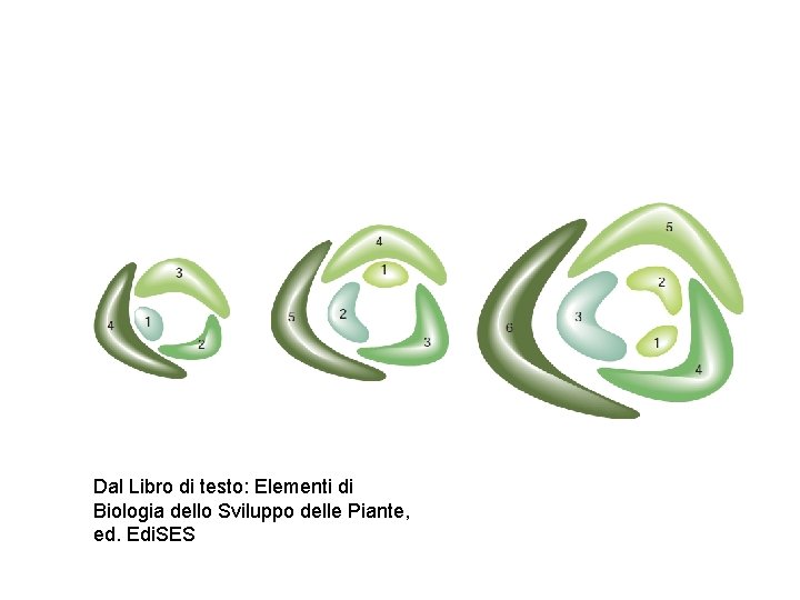 Dal Libro di testo: Elementi di Biologia dello Sviluppo delle Piante, ed. Edi. SES Dal Libro di testo: Elementi di Biologia dello Sviluppo delle Piante, ed. Edi. SES