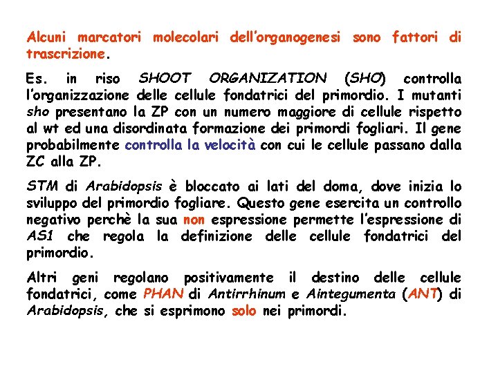 Alcuni marcatori molecolari dell’organogenesi sono fattori di trascrizione. Es. in riso SHOOT ORGANIZATION (SHO) Alcuni marcatori molecolari dell’organogenesi sono fattori di trascrizione. Es. in riso SHOOT ORGANIZATION (SHO)