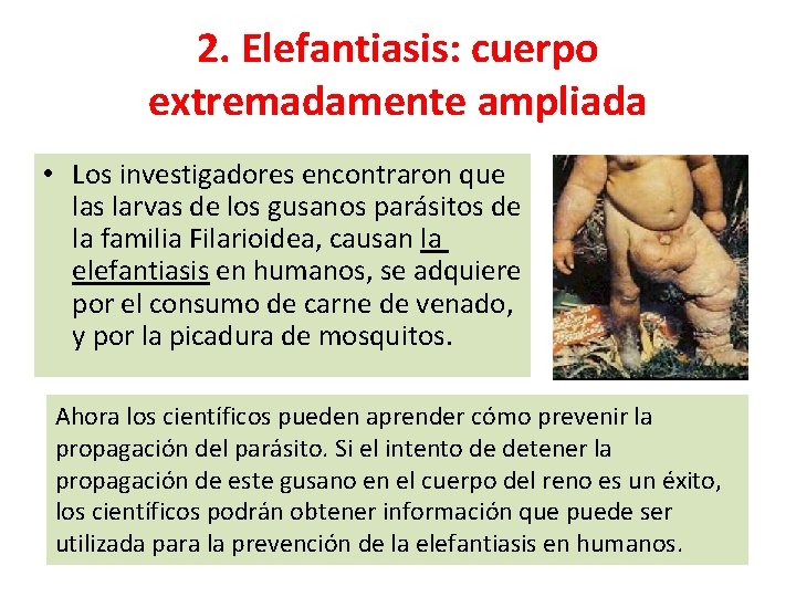 2. Elefantiasis: cuerpo extremadamente ampliada • Los investigadores encontraron que las larvas de los