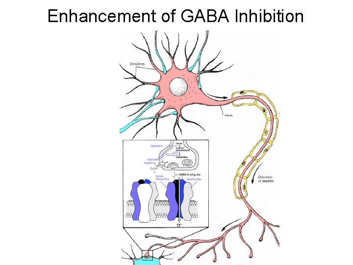 Enhancement of GABA Inhibition 