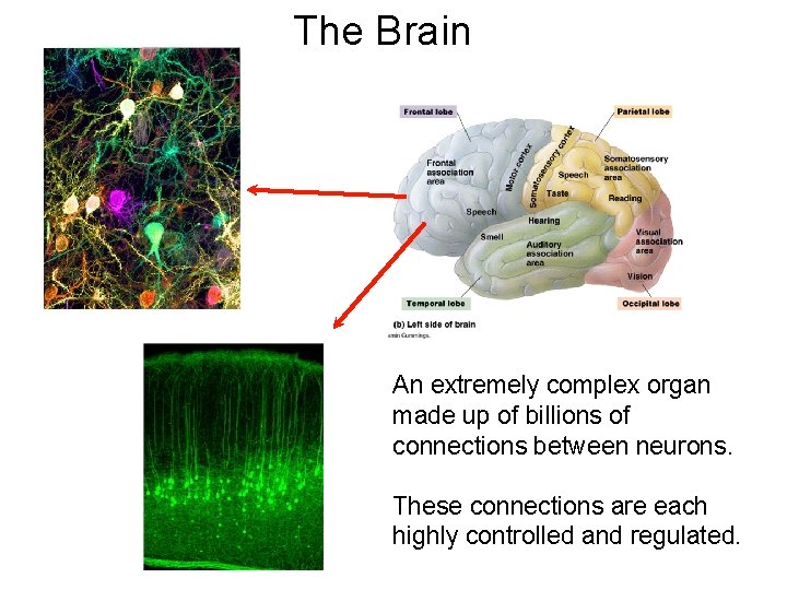 The Brain An extremely complex organ made up of billions of connections between neurons.