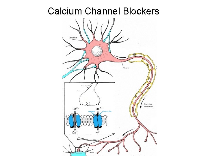 Calcium Channel Blockers 