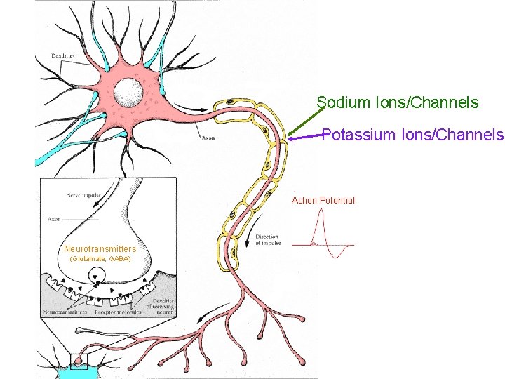 Sodium Ions/Channels Potassium Ions/Channels Action Potential Neurotransmitters (Glutamate, GABA) 