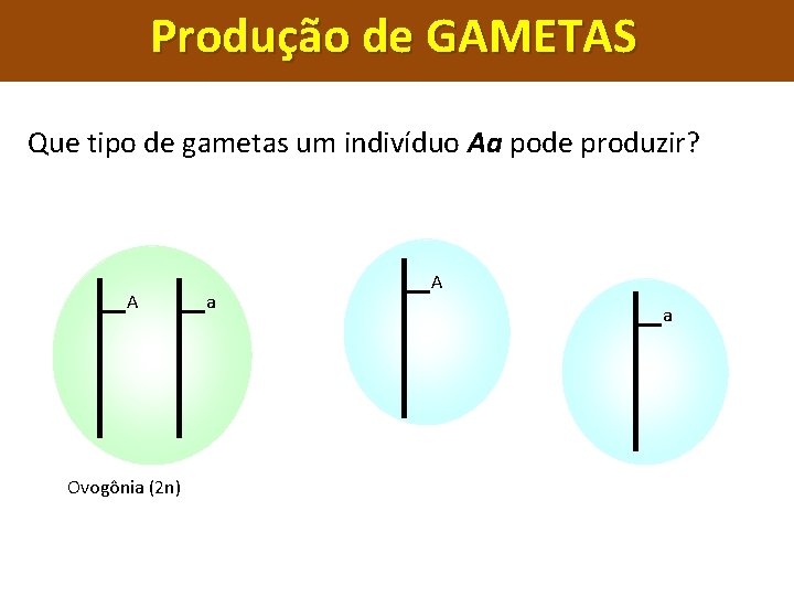 Produção de GAMETAS Que tipo de gametas um indivíduo Aa pode produzir? A Ovogônia