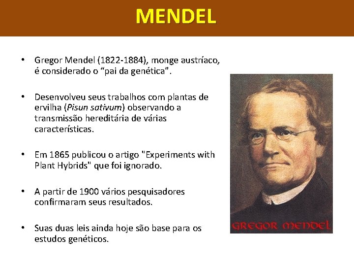 MENDEL • Gregor Mendel (1822 -1884), monge austríaco, é considerado o “pai da genética”.