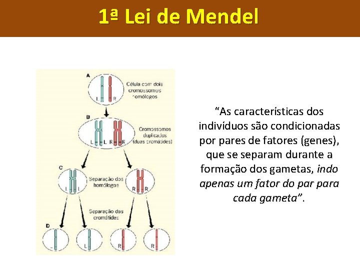 1ª Lei de Mendel “As características dos indivíduos são condicionadas por pares de fatores