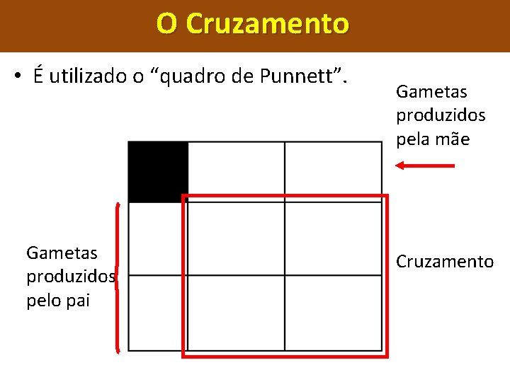 O Cruzamento • É utilizado o “quadro de Punnett”. Gametas produzidos pelo pai Gametas