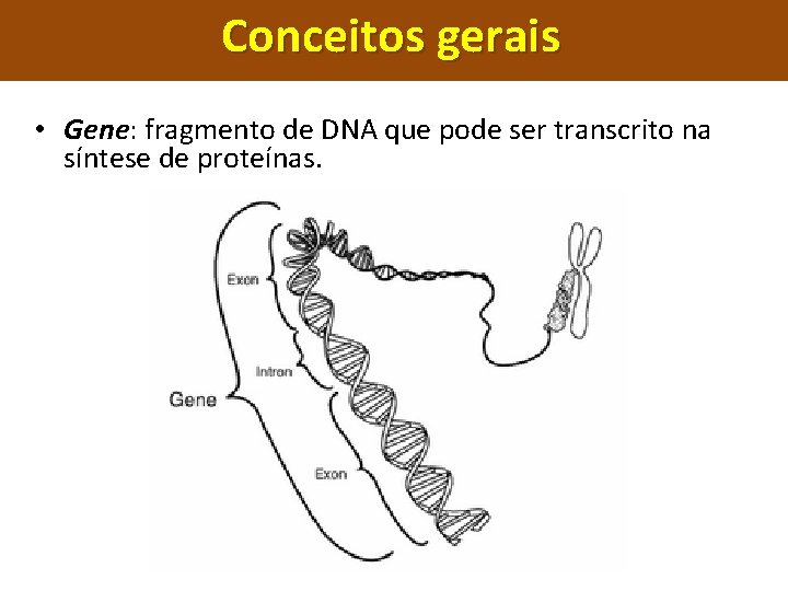 Conceitos gerais • Gene: fragmento de DNA que pode ser transcrito na síntese de