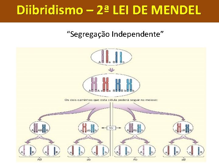 Diibridismo – 2ª LEI DE MENDEL “Segregação Independente” 