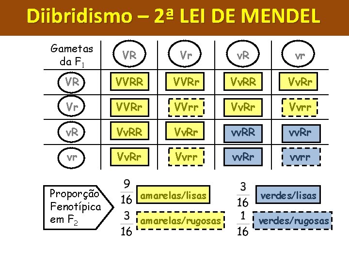 Diibridismo – 2ª LEI DE MENDEL Gametas da F 1 VR Vr v. R