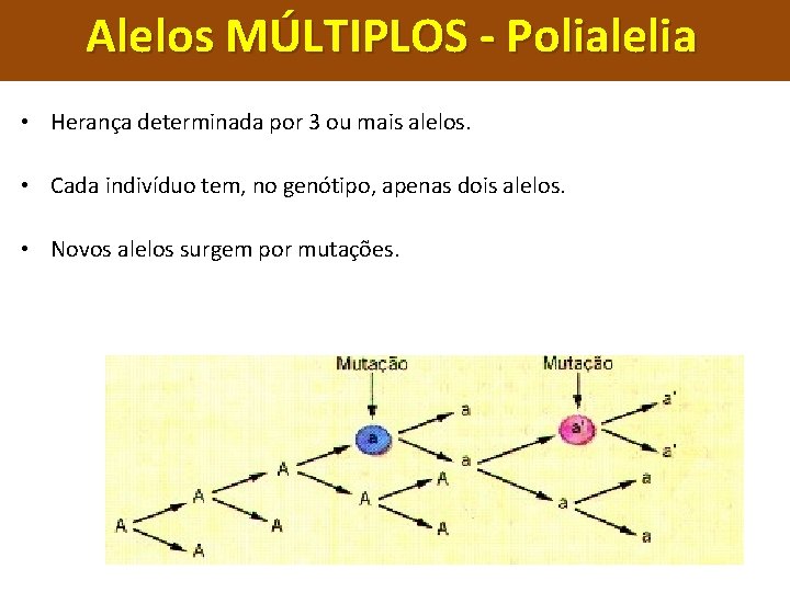 Alelos MÚLTIPLOS - Polialelia • Herança determinada por 3 ou mais alelos. • Cada