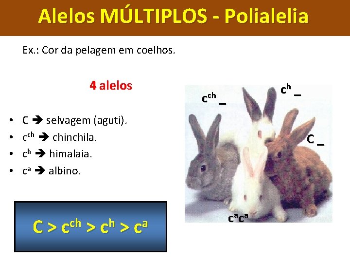 Alelos MÚLTIPLOS - Polialelia Ex. : Cor da pelagem em coelhos. 4 alelos •