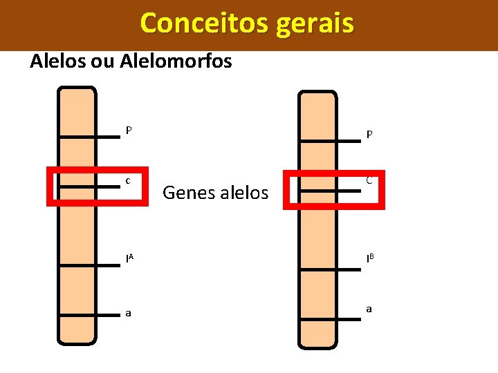 Conceitos gerais Alelos ou Alelomorfos P P c C Genes alelos IA IB a